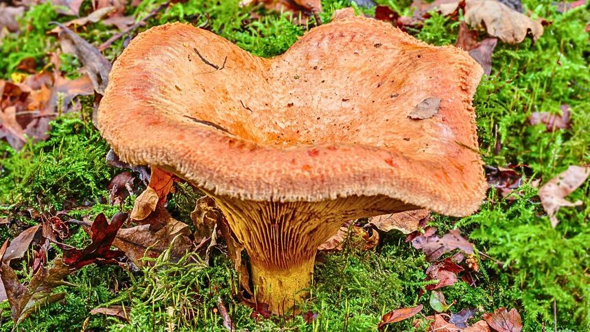 Ten popularny grzyb jest trujący
