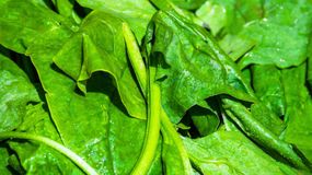 To warzywo może zaszkodzić stawom