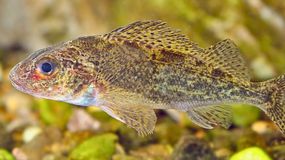 Groźna ryba o delikatnym wnętrzu