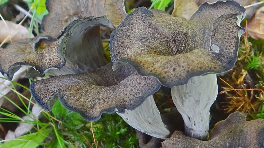 Wbrew pozorom ten grzyb jest jadalny