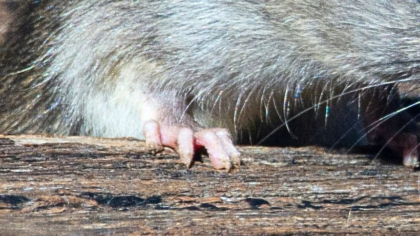 Jesienią te stworzenia często wchodzą do domów