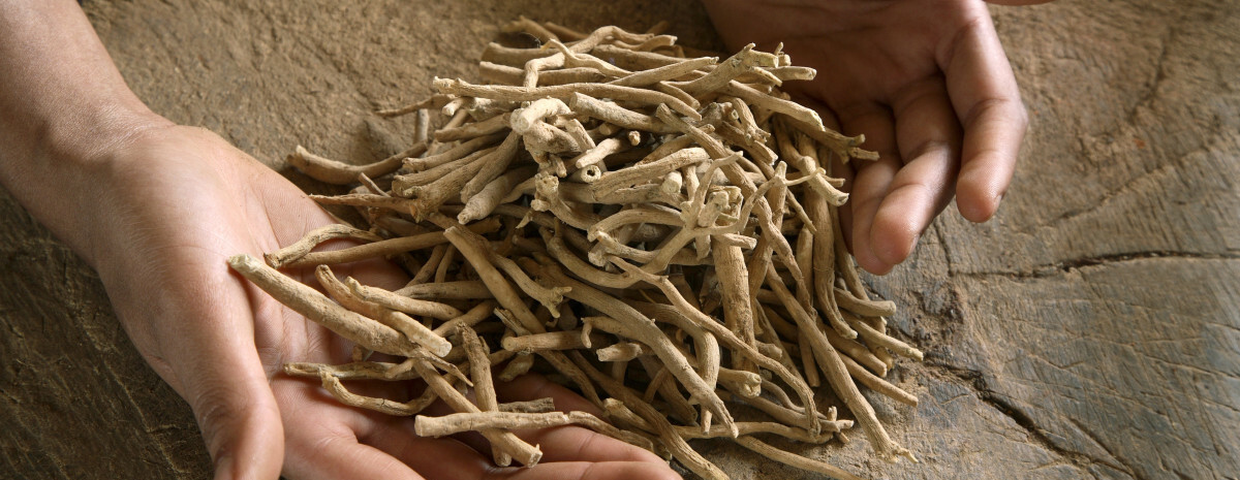 Ashwagandha, zalety i ryzyko dla zdrowia