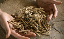 Ashwagandha, zalety i ryzyko dla zdrowia