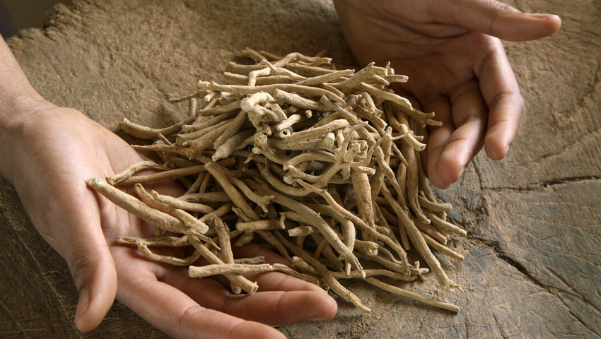 Ashwagandha, zalety i ryzyko dla zdrowia
