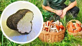 Trufle to bardzo cenne grzyby