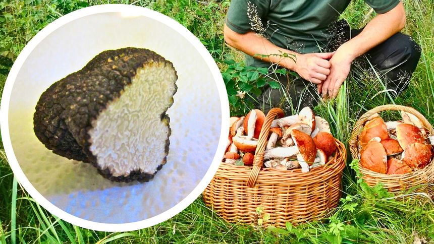 Trufle to bardzo cenne grzyby