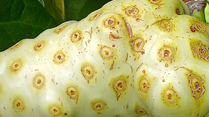 Owoc noni może pomagać w walce z rakiem