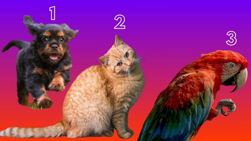 Wybierz zwierzaka i sprawdź, kim jesteś!