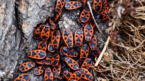 Te owady obecne są w całej Polsce