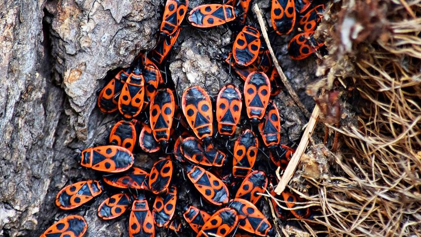 Te owady obecne są w całej Polsce