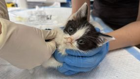 Schronisko w Krakowie potrzebuje pomocy