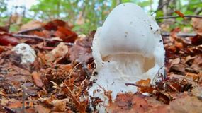 Ten trujący grzyb bywa mylony z pieczarką