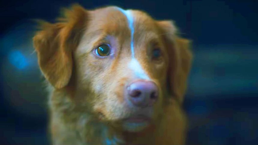 "Good Boy" przerazi posiadaczy psów