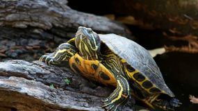 Nowy gatunek żółwia w Polsce