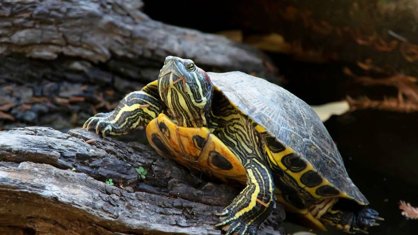 Nowy gatunek żółwia w Polsce