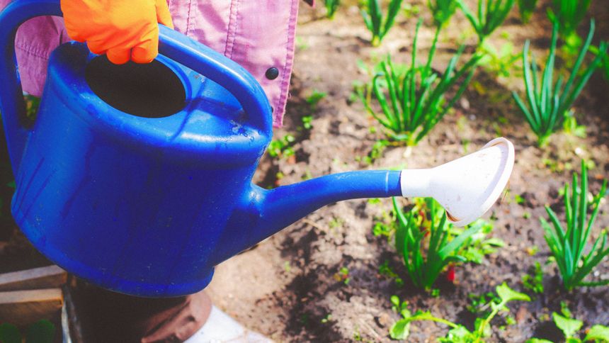Zakaz podlewania ogródków deszczówką