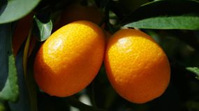 Ten owoc ma wiele witamin