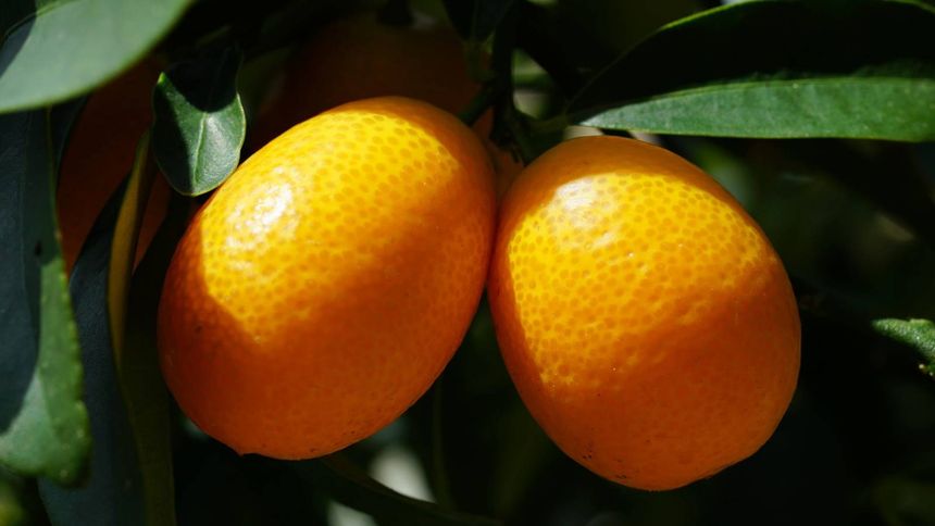 Ten owoc ma wiele witamin