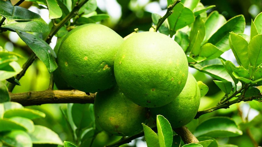 Ten owoc wspiera serce i działa na krążenie