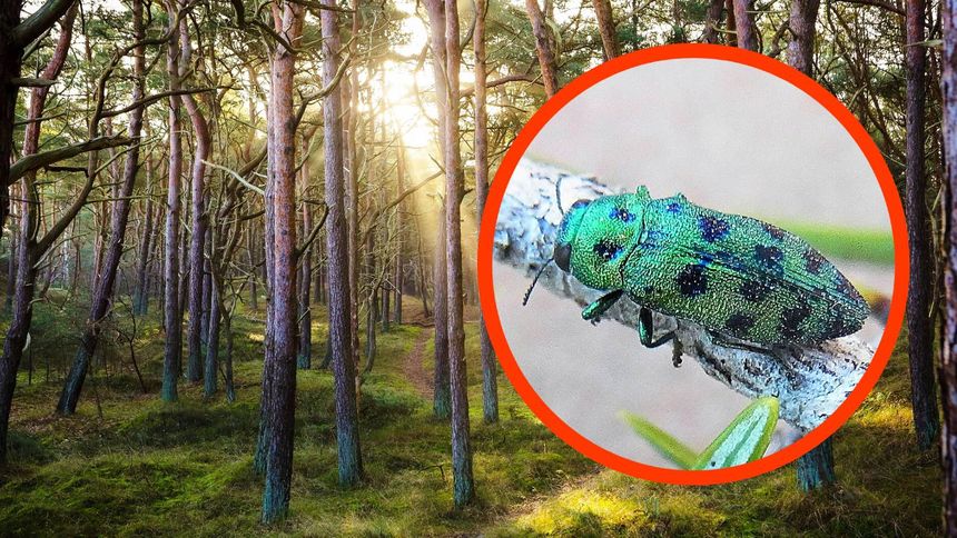 Inwazja egzotycznych owadów w Polsce