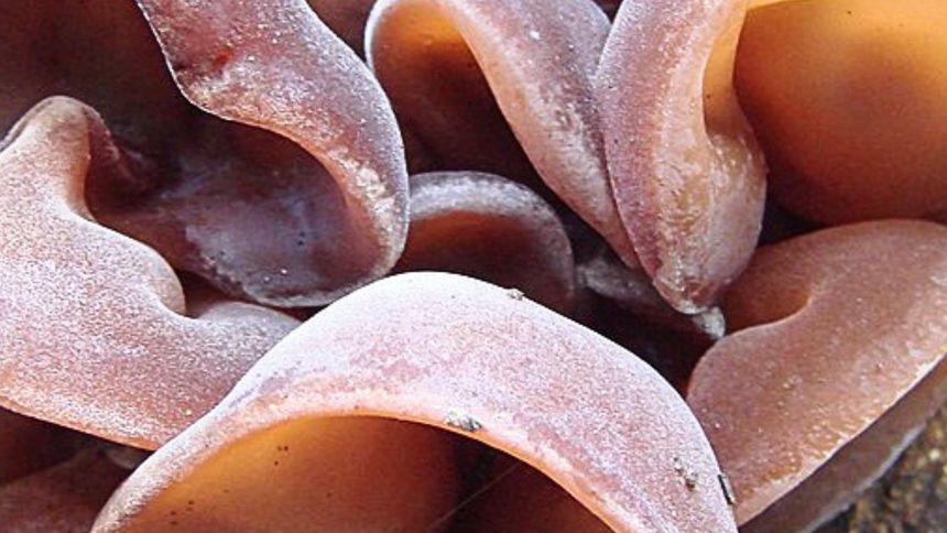 Polacy nie doceniają tego grzyba, a szkoda