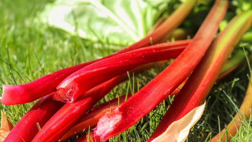 Ta część rabarbaru jest trująca