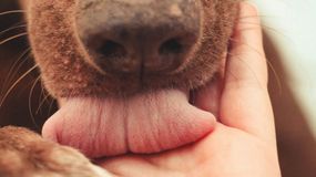 Twój pies liże cię po rękach? Sprawdź, co to oznacza