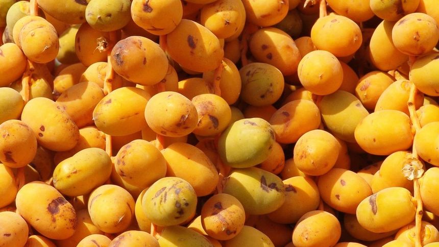 Właściwości i zastosowanie daktyli - jagód jednonasiennych