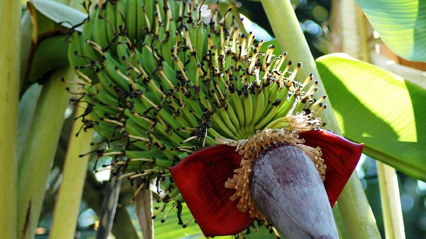 Banany to zdrowe owoce