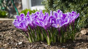 Kiedy nadejdzie prawdziwa wiosna?