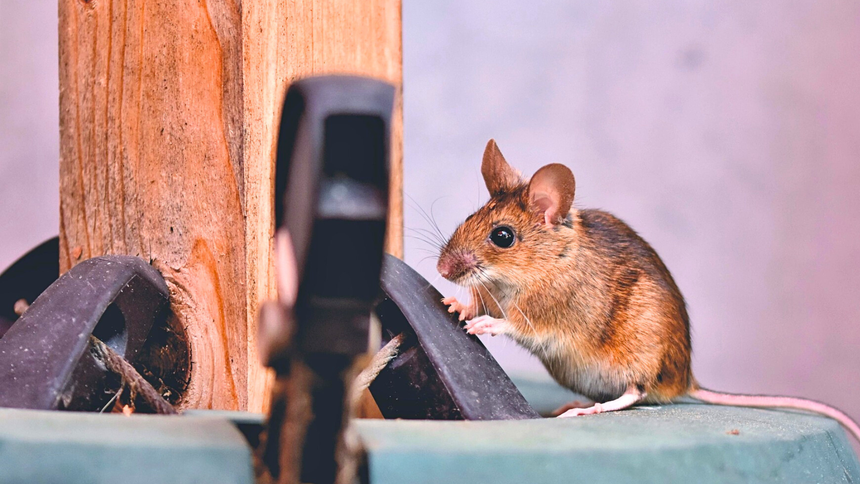 Tak odstraszysz myszy z domu