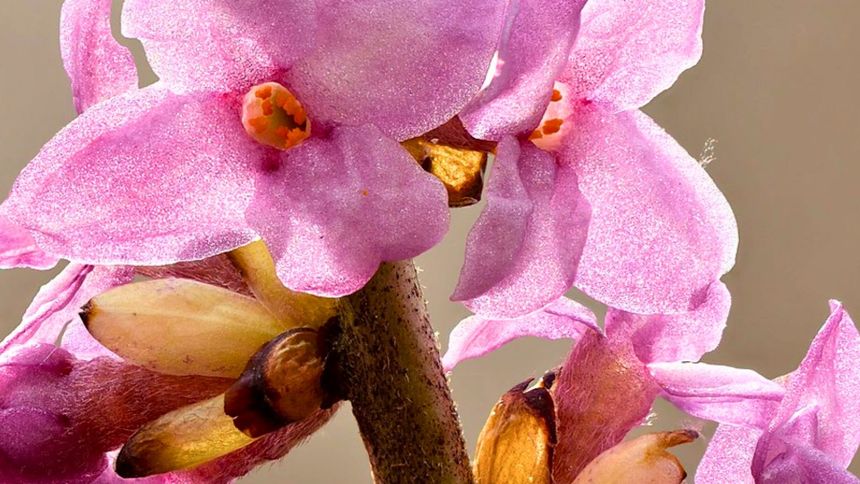 Dlaczego kwiaty wawrzynka są niebezpieczne?