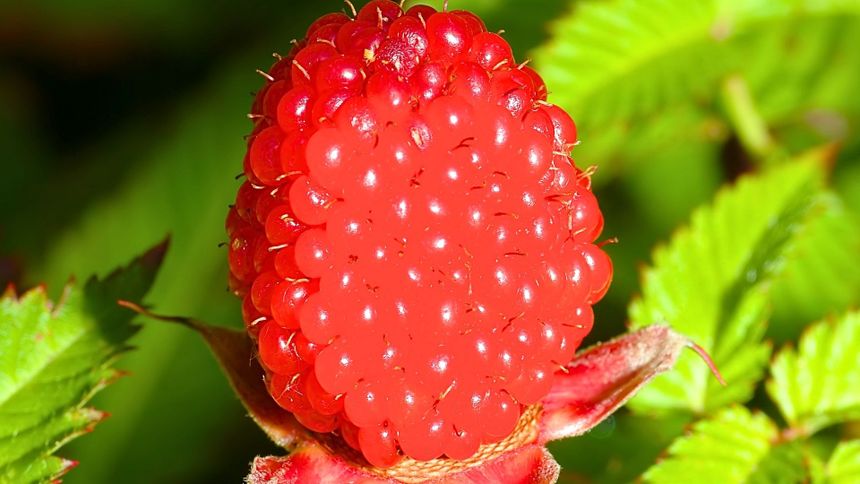 Ten owoc smakuje jak "białe złoto"