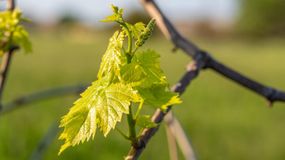 Młode pędy chmielu to prawdziwy przysmak. Kosztuje krocie