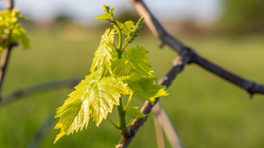 Młode pędy chmielu to prawdziwy przysmak. Kosztuje krocie
