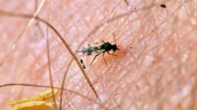 Ugryzienie przez meszki może być groźne