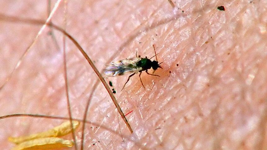 Ugryzienie przez meszki może być groźne