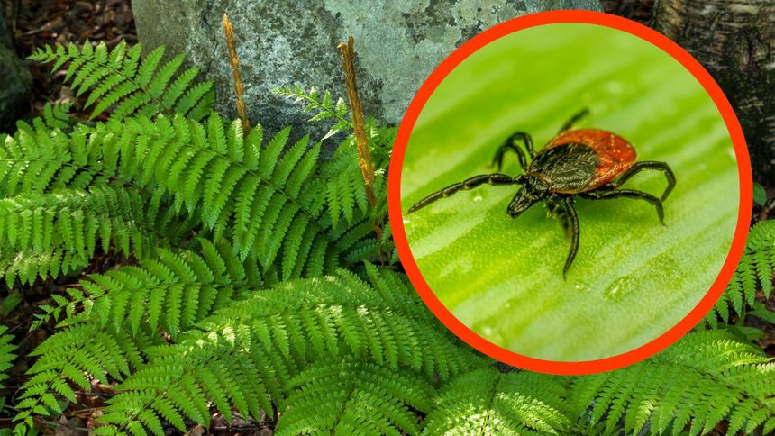 Te rośliny przyciągają kleszcze