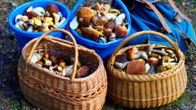 Gdzie można znaleźć grzyby?