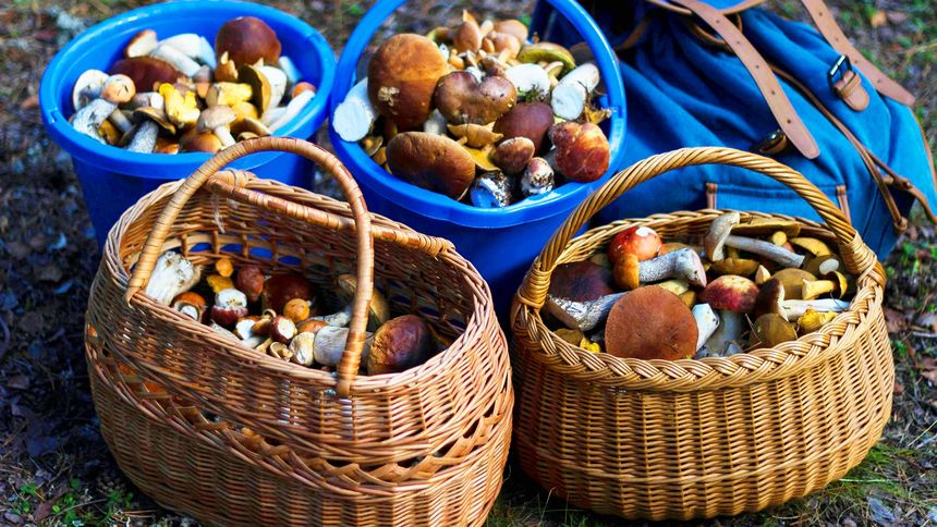 Gdzie można znaleźć grzyby?