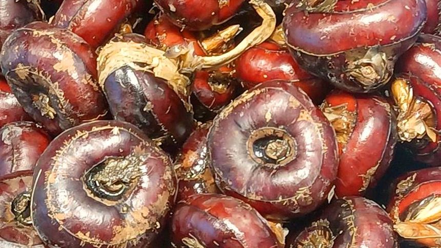 Orzechy wodne to jedna z najzdrowszych roślin