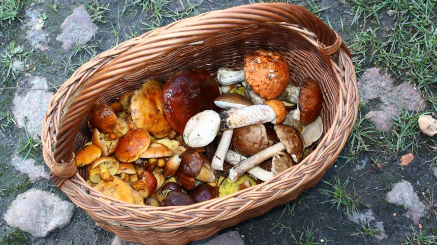 Grzybiarze łamią przepisy i płacą mandaty