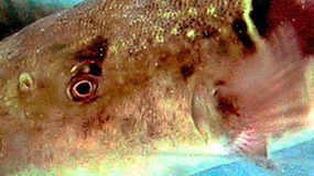 Znasz te rybę? Jej spożywanie może być śmiertelnie niebezpieczne!