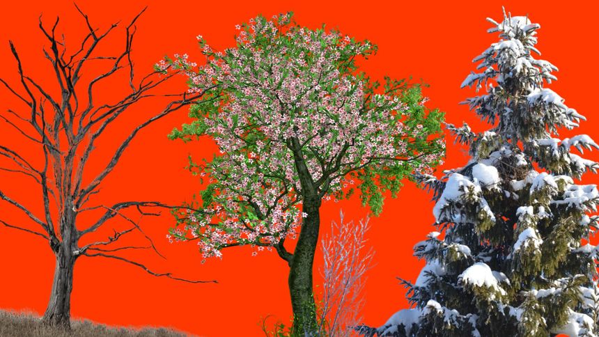 Psychotest - wybierz drzewko