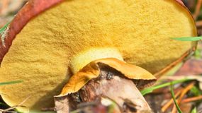 Tych grzybów lepiej nie suszyć