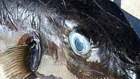 To najgroźniejsza ryba na świecie