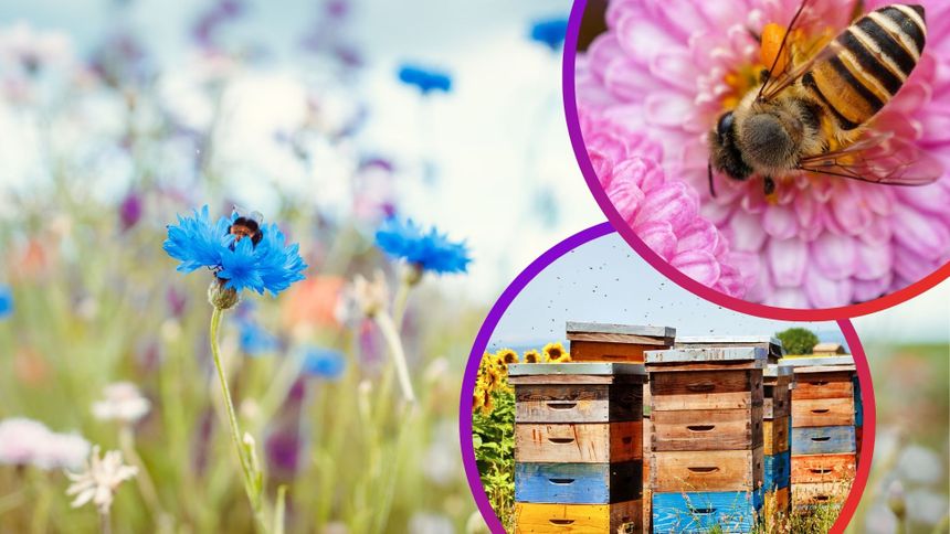 Pszczoły są kluczowymi zapylaczami, od których zależy rozmnażanie wielu gatunków roślin.