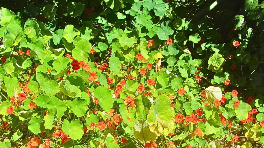 Ten kwiat jest jadalny i zdrowy