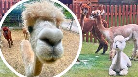 Alpaki to bardzo przyjazne zwierzęta