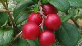 Ten owoc to samo zdrowie